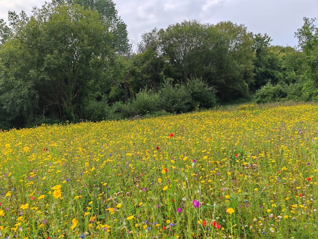 Hayfever treatments